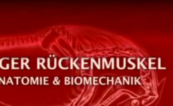 Langer Rückenmuskel - Anatomie und Biomechanik beim Pferde