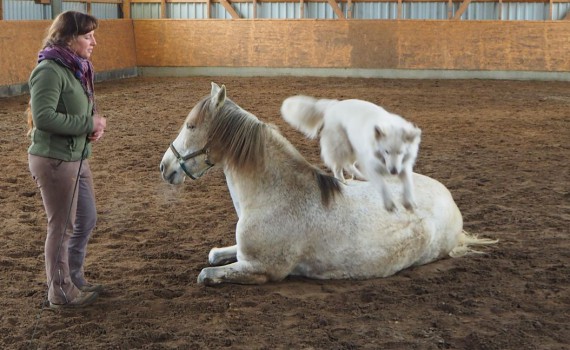 Zirkuslektionen Pferd und Hund